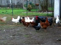 photo 5  The other hens were really talking to her when she was waiting in the crate to go.