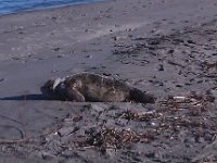 IMAG1271  Out at a beach for a walk and look who we found! Baby seal!