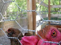 IMGP6476  And Mr. You-Know-Who! This is how he eyes me when he's sharpening his beak inches from my back as I toil in the coop!