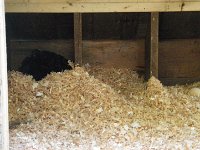 IMGP6482  And there's Jersey's tail end. I put new bedding in to make her feel cozy. Merlin loves new bedding. When I put it in he goes right over to a nesting box and tucks himself in for a little sit-down to try it out.