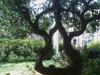 IMAG2003  A pear tree grafted and molded to take this shape over 100 years. It's at Bainbridge Gardens.