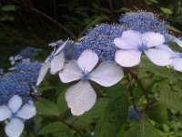 IMAG2044  We love these hydrangeas!
