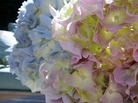 IMGP6967  Loving the hydrangeas! Deb I hear you have some, too!