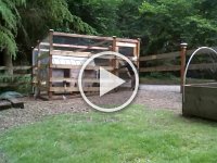 VIDEO0139  Letting chickens out for recess! See them run!