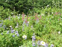 IMGP7285  You're going to see lots of different wildflowers up here. Alpine ones. Love them!