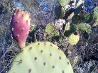 Pic-11252012-008  After looking around in 360 degrees, I took about 12 seconds to admire the cactus fruit. Then on we go - making noise and looking all around! Hard to see those critters - they blend in with the dry grasses.