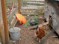 IMGP7813  The chicken infirmary, complete with camouflage pine bough to allow the injured chicken to feel safe while eating (other chickens outside try to poke head in and barge in for food). Also you can see a saucer "fort" to keep rain off her and separate food and water.