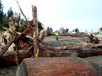 IMGP8118  We had a good time despite no adult male oversight. I even managed to check it for structural integrity and no one got crushed under the logs. Amazing, really! These are heavy pieces of driftwood they haul back.