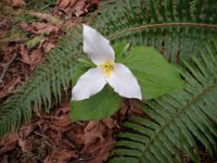 IMGP8823  Trillium!
