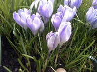Pic-03032013-002  The crocuses are popping up all over. I love them!