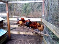 Pic-03162013-009  They love having a roosting bar to hang out on in the afternoons. It's like the happy hour spot. All the chickens except Merlin are on this bar and the one below.