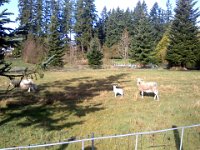 Pic-03202013-001  And baby lambs again! Out on a walk with a friend.