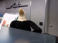 Pic-05272013-002  Eagle! I found you! I am so relieved and so grateful! What were you doing in Lost and Found - looking for a job at Alaska Air? After a WILD eagle chase at the airport we got Eagle back - here is the happy reunion. Suffice to say that at the curb, waiting for our driver to take us to the ferry, Ben said "So, where is Eagle?" OMG!! What do you MEAN where is Eagle? We ultimately decided to miss a ferry connection we were unlikely to make anyway and send me back running for Eagle. I had to get a special pass, go through security again, track down the train where he left Eagle, peek my head in the doors of every car and go "Anyone seen a stuffed bald eagle? Anyone?" Nope. Up to SEATAC port authority lost and found - closed. Left a note. Down to baggage claim (ok - sounds easy enough, but I am RUNNING with a pack on through Memorial Day crowds while Dave and limo driver circle - I only have enough time for one circle around to hunt him down). I get back to baggage claim as my last hope that he came up. I find some ladies, yell out "Did a stuffed bald eagle toy get turned in?" and to my immense relief someone said "Why, YES!" I did a big WOOOHOOO! and when he finally emerged I ran through baggage claim with him over my head like an Olympic torch - but I was so relieved and disoriented I was like a bird trying to get out of a house! I finally got out and flagged down the stretch limo - Dave saw Eagle flying by, popped open the back door and I flopped in, hysterical and laughing, on the floor in a sweaty heap. Our fantastic driver, Paul, laughingly said "I have NO idea why I waited. I have not WAITED for ANYONE in my life!" Paul insisted on taking a family picture on his iPhone when he dropped us off at the ferry. He was so kind and really enjoyed the drama of it all with good cheer and a bunch of laughs. So thankful for good people in this world.