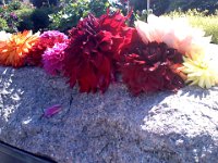 Pic-09082013-001  On our way to Fort Worden in Port Townsend, we stopped in Port Gamble for coffee and a look at the dahlia garden.