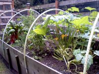 Pic-09212013-011  The garden going wild. Squashes growing, too.
