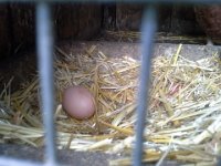 20140503 093643  A nice, fresh egg...ready to be picked up for sale in the store.
