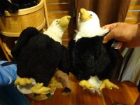 DSC01192  This is what Eagle USED TO LOOK LIKE! Three years ago!