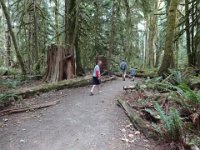 DSC01242  Walking the Moment in Time trail - a tradition for us. Soon these boys will be as big as these giant trees!