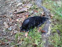 20140801 155214  These black slugs always remind me of a hike with the boys on Mt. Constitution. We were not on the right trail, and we made a mental note of a particular black slug on a particular stump so we could find our way back. We called her "Licorice."