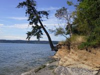 20140807 152618  We're hanging on like this tree, trying to skirt the shorelines to a couple little tucked-in beaches.