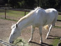 20150312 133131  Emmy after a great ride and trail ride. Enjoying her lunch. She looks sleepy :)