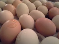 20150409 210505  Time to sell some eggs!