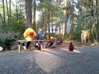 20150418 181310  Guarding chickens while playing a game - their prize media time spent being shepherds :)