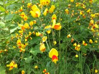20150510 113920  Kim said "such pretty Scotch broom!" Here people really don't like this weed, but she's right - the bright orange variety I'd never seen and it IS pretty even if it's a weed!