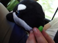 DSC02287  Most adventurous jelly bean is STILL with us! And that's a new friend, Dylan the Orca.