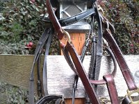 20150711 170803  Halter and bridle all clean, ready for ride and review tomorrow!