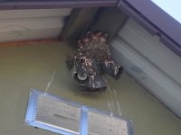 20150720 164013  See these little guys? They do NOT want to fledge! They hang out at the shed at the roller hockey rink, with all the commotion there, and just enjoy their birds' eye view of the action!