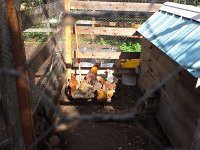 20150917 150640  After the rain, the sun came out. Look where the chickens gathered.