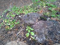 20151024 121058  They called this the "mini forest" - they liked the rocks, like a mini Mt. Constitution, Ben said.