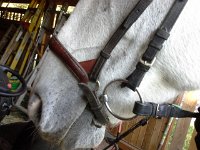 20151001 120327  Correct position of new noseband.