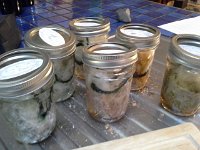 20151007 175929  These may... may ...turn into interesting scents.