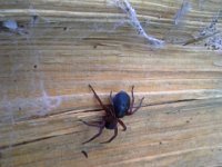20151023 150542  Big spider at Sara's where we were splitting wood.
