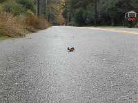 20151028 093601  This tiny leaf looked just like a rooster crossing the road.