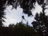 20151101 084431  Busy spider on the zip line!