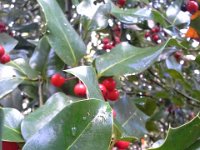 20151204 110428  Holly berries.