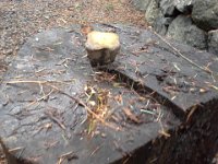 20151213 121403  Working and working on this madrona.