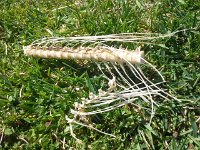 20160403 121422  Another "gypsy run" as our friends call it. I carried this back to the hotel for forensics...fish vertebrae I think.