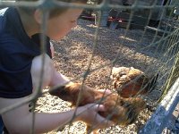 20160721 075540  Chicken time continues...