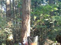 20160813 172844  This is "Seat Perilous" from King Arthur (any time a knight sat in that chair, something dreadful would happen). This is the time-out chair for kids who are just over the top while Mom is setting up camp. I think Dave is out on a grocery run. Ben enjoyed this chair very much, though. Too much. ;) He actually turned it to face the tree. Weirdo!